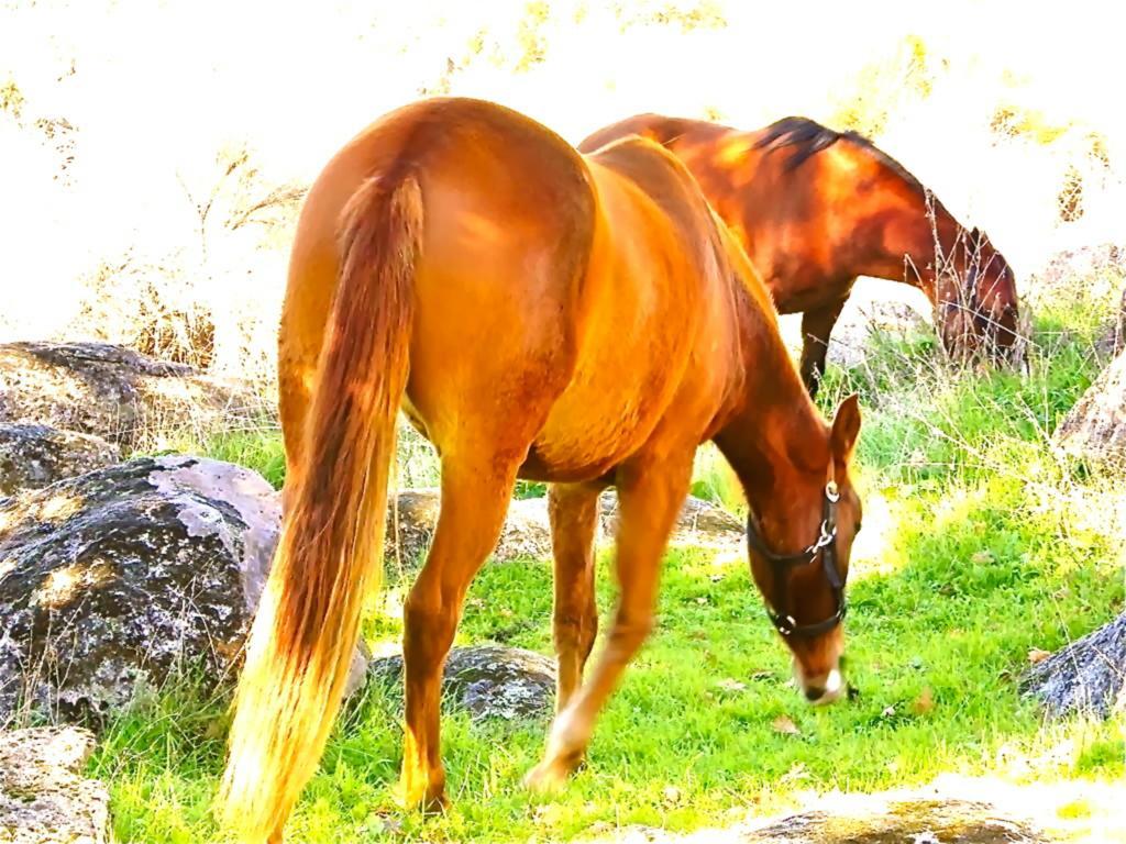 منزل الضيف Quinta Do Marvao الغرفة الصورة