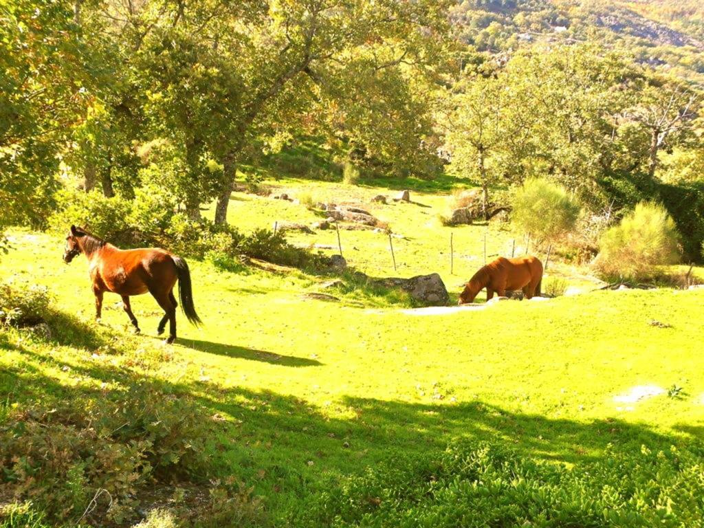 منزل الضيف Quinta Do Marvao الغرفة الصورة