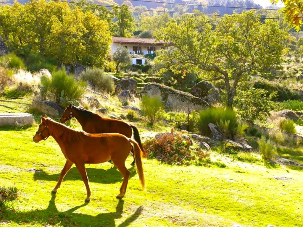 منزل الضيف Quinta Do Marvao الغرفة الصورة